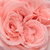 Roza - Vrtnica čajevka - Marcsika